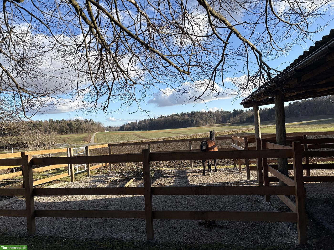 Auslaufboxe, Pferdestall in Basadingen TG