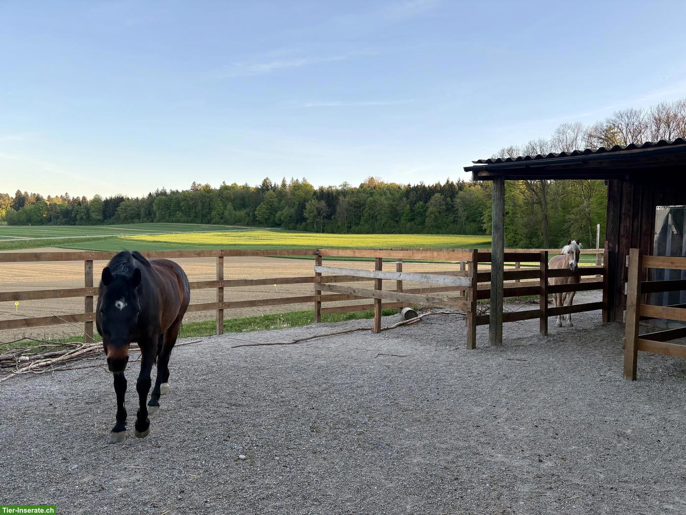 Bild 2: Auslaufboxe, Zweier Offenstall Ponys