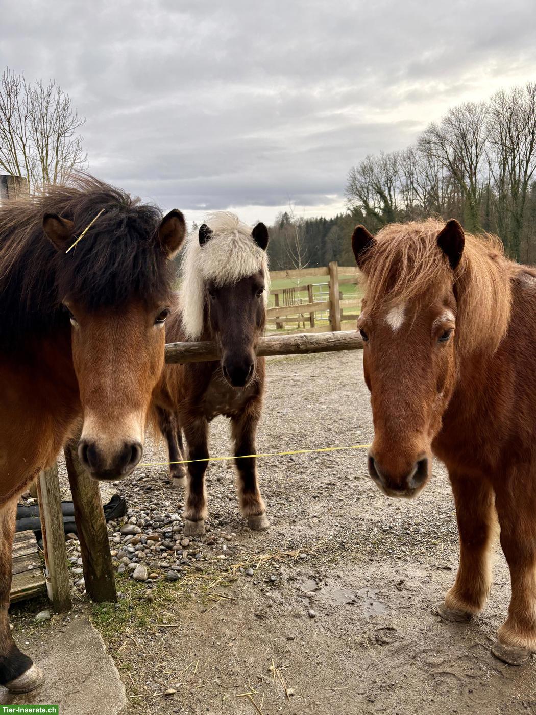 Bild 3: Auslaufboxe, Zweier Offenstall Ponys
