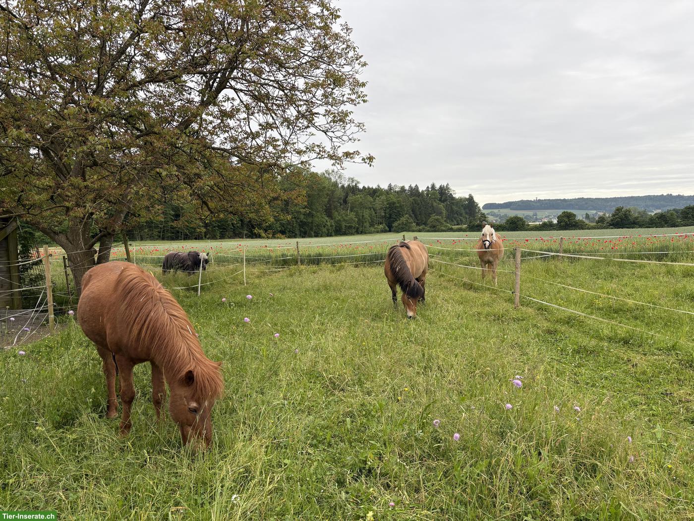 Bild 6: Auslaufboxe, Zweier Offenstall Ponys