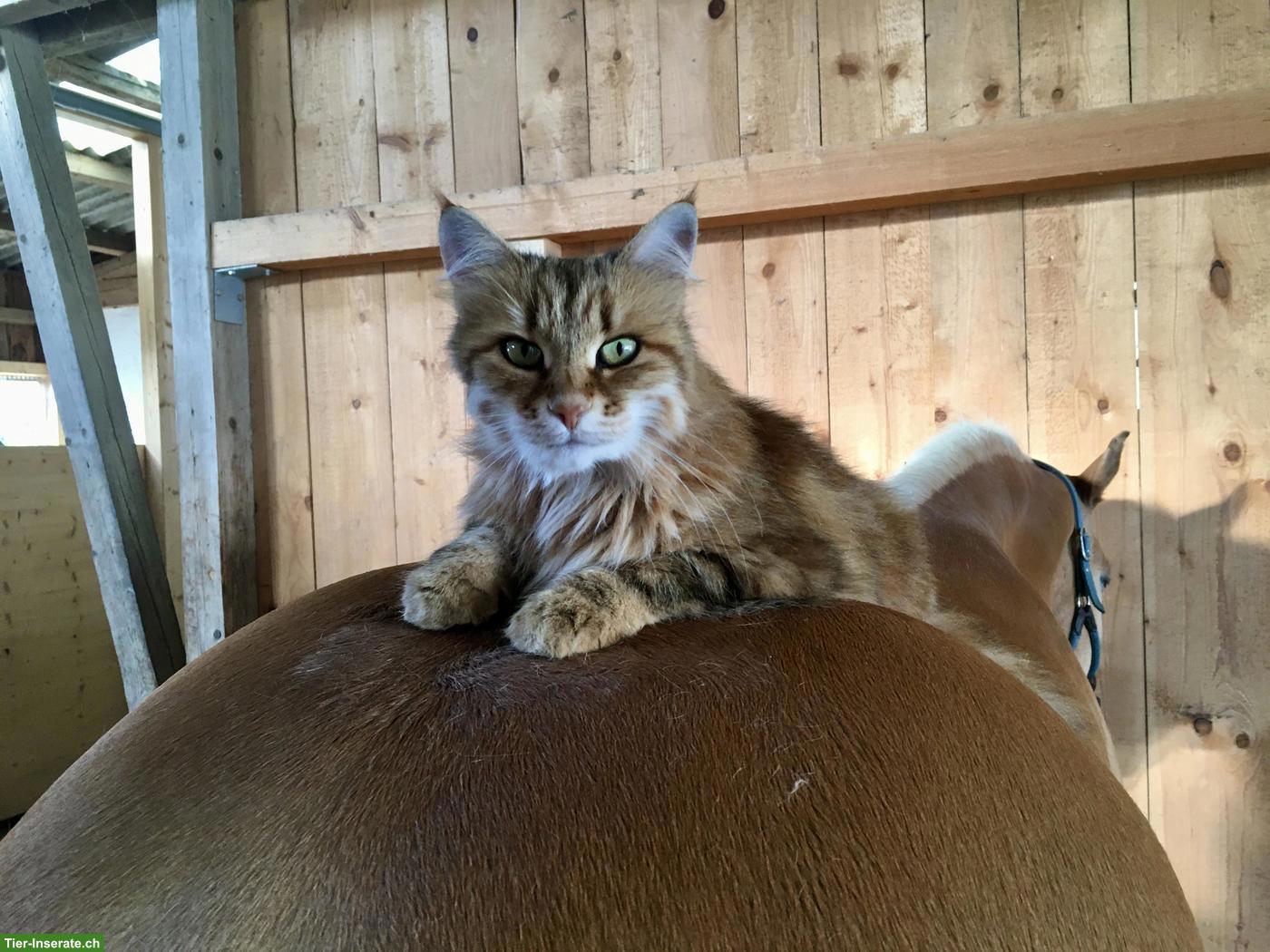 Bild 8: Auslaufboxe, Zweier Offenstall Ponys