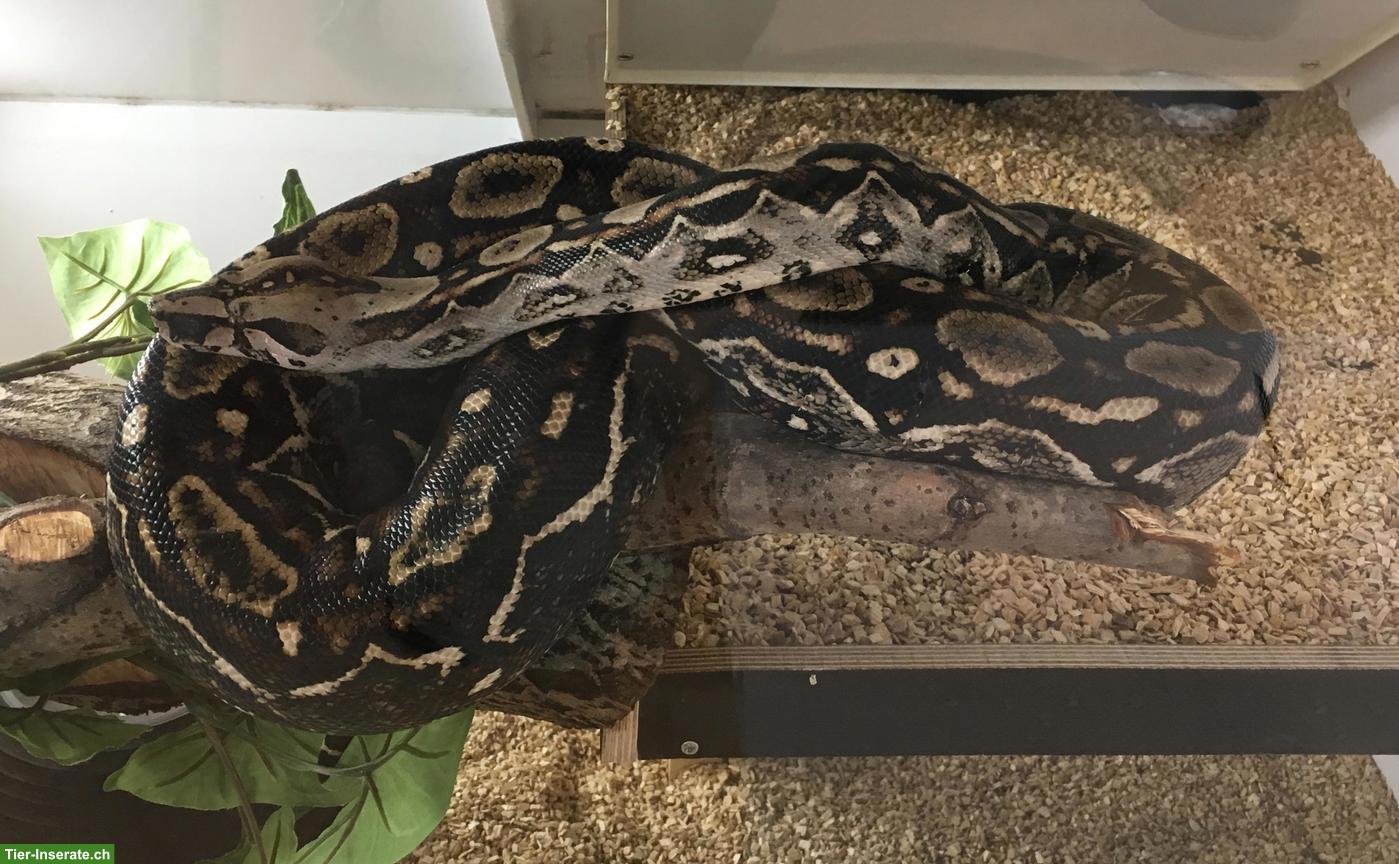 0.1 Boa constrictor imperator poss. het. Leopardboa