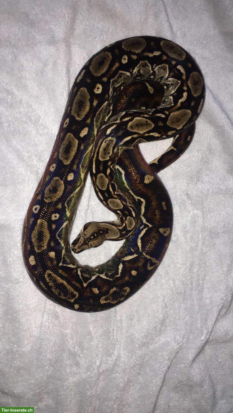 Bild 2: 0.1 Boa constrictor imperator poss. het. Leopardboa
