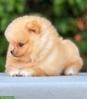 Pomeranian Welpe in Orange-Apricot