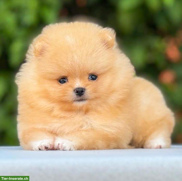 Bild 2: Pomeranian Welpe in Orange-Apricot