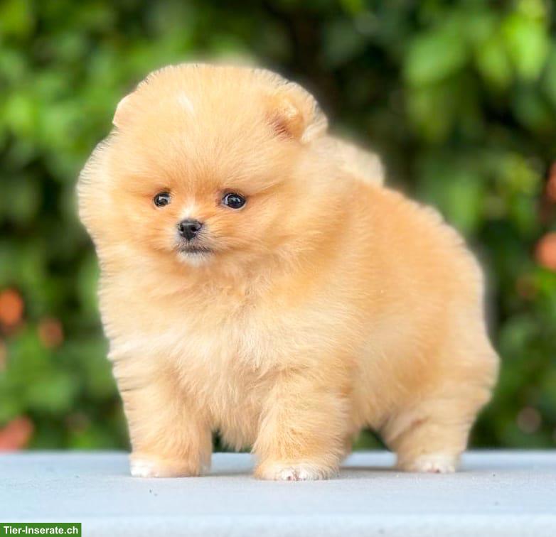 Bild 3: Pomeranian Welpe in Orange-Apricot