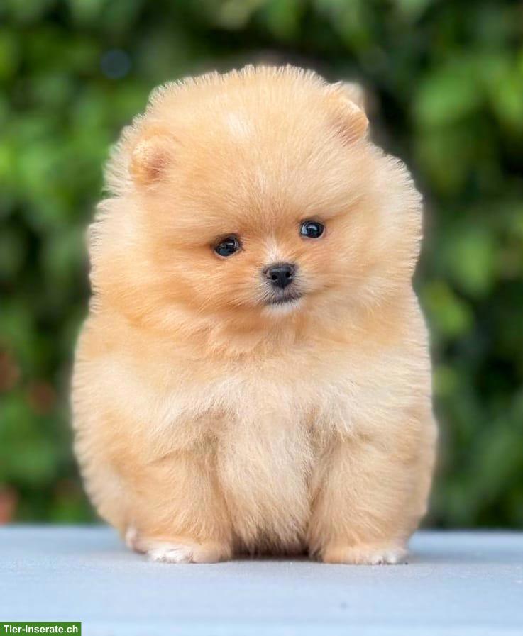 Bild 4: Pomeranian Welpe in Orange-Apricot