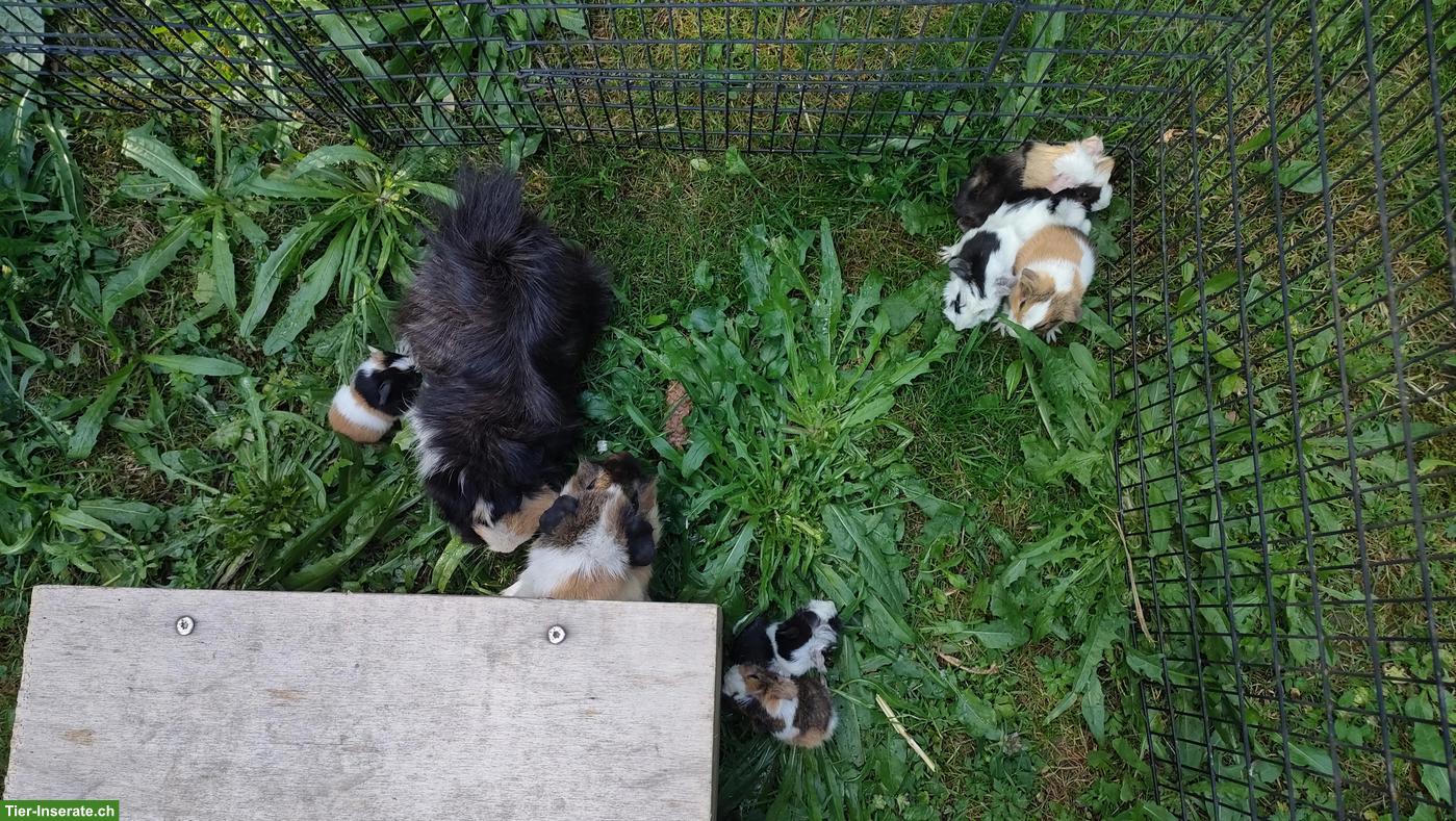 Bild 4: Baby Meerschweinchen, männlich und weiblich