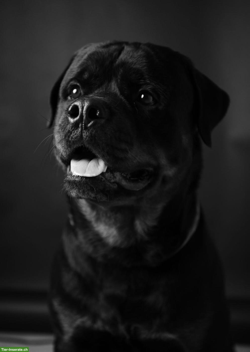 Junger Rottweiler Rüde sucht neues Zuhause