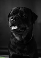 Junger Rottweiler Rüde sucht neues Zuhause