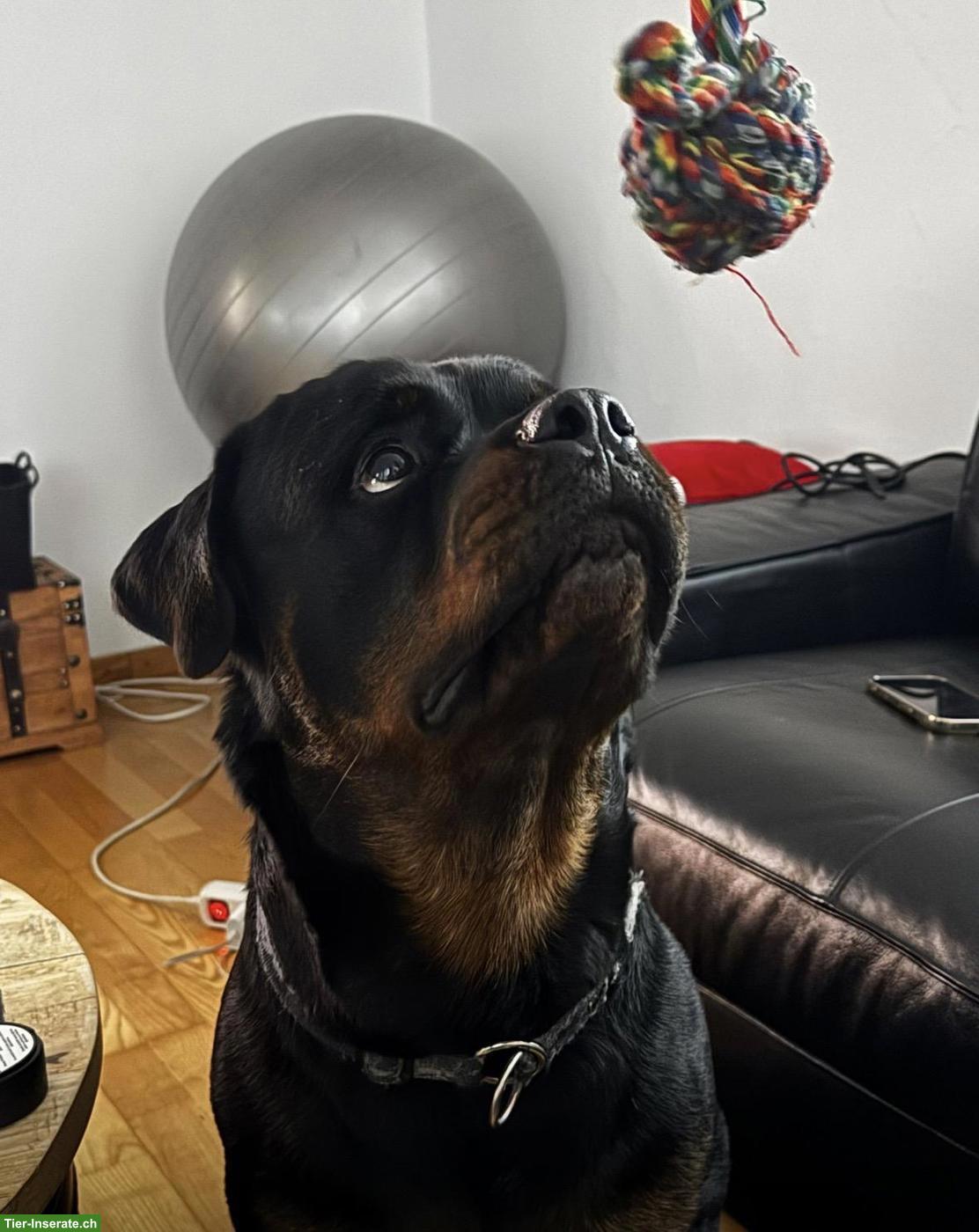 Bild 2: Junger Rottweiler Rüde sucht neues Zuhause