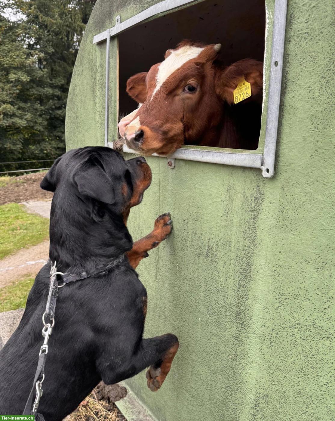 Bild 3: Junger Rottweiler Rüde sucht neues Zuhause