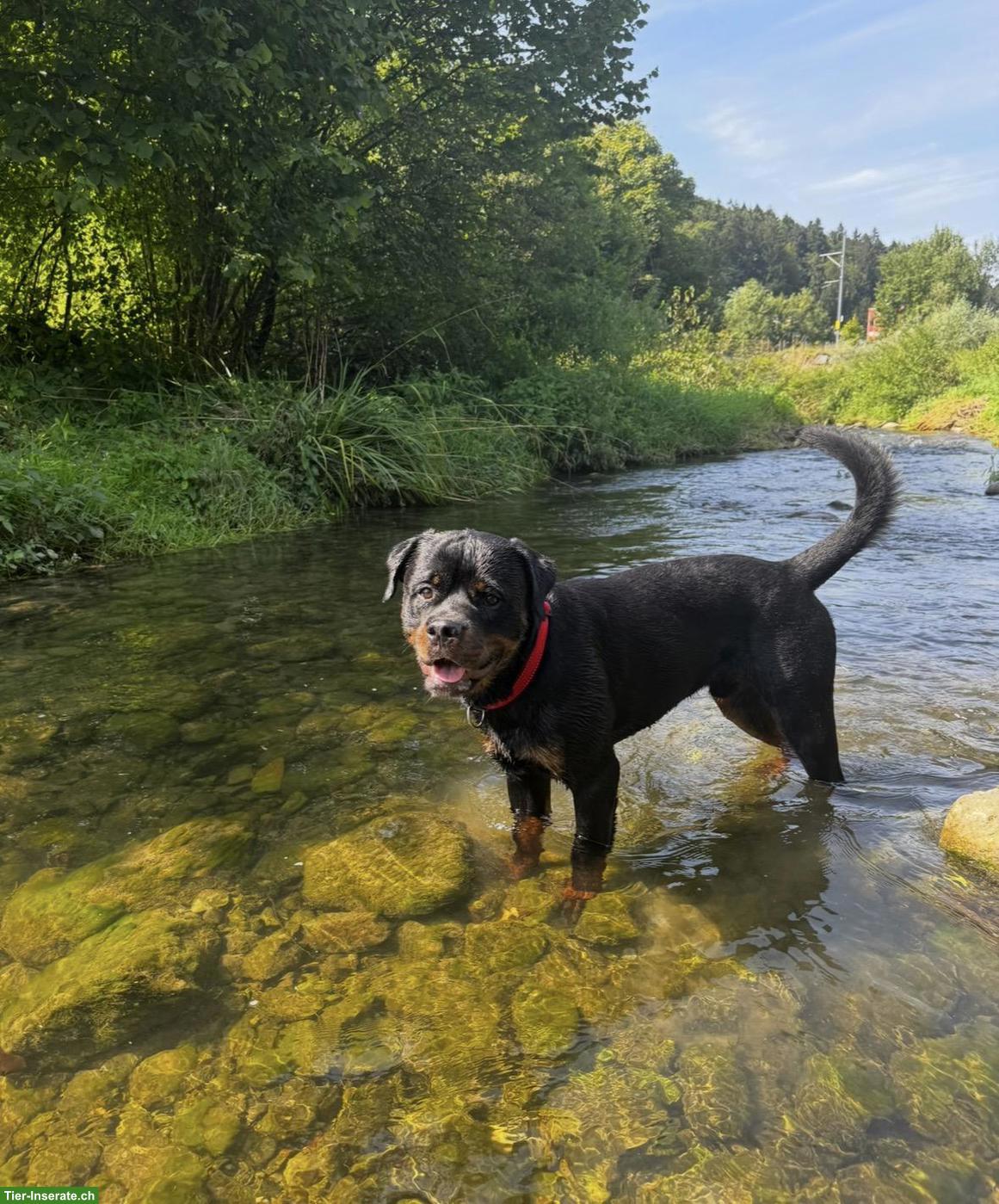 Bild 4: Junger Rottweiler Rüde sucht neues Zuhause