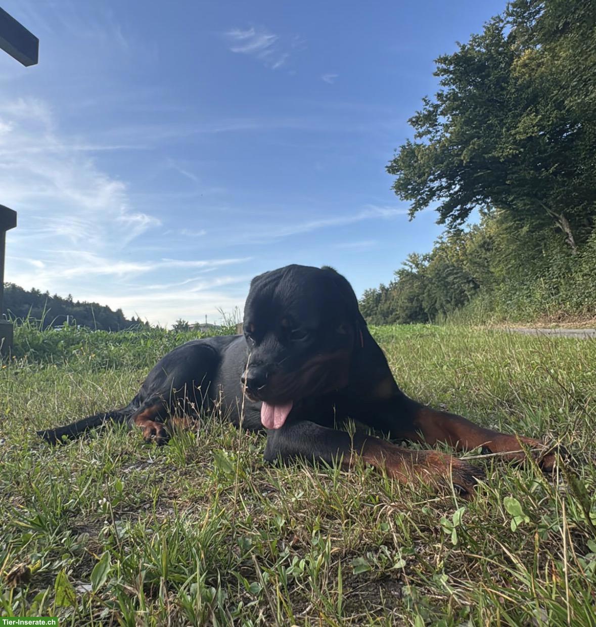 Bild 5: Junger Rottweiler Rüde sucht neues Zuhause