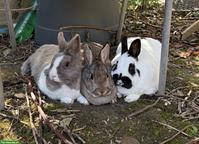 3 Zwergkaninchen gratis abzugeben
