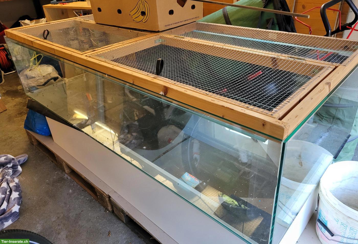 Grosses Glasterrarium zu verkaufen