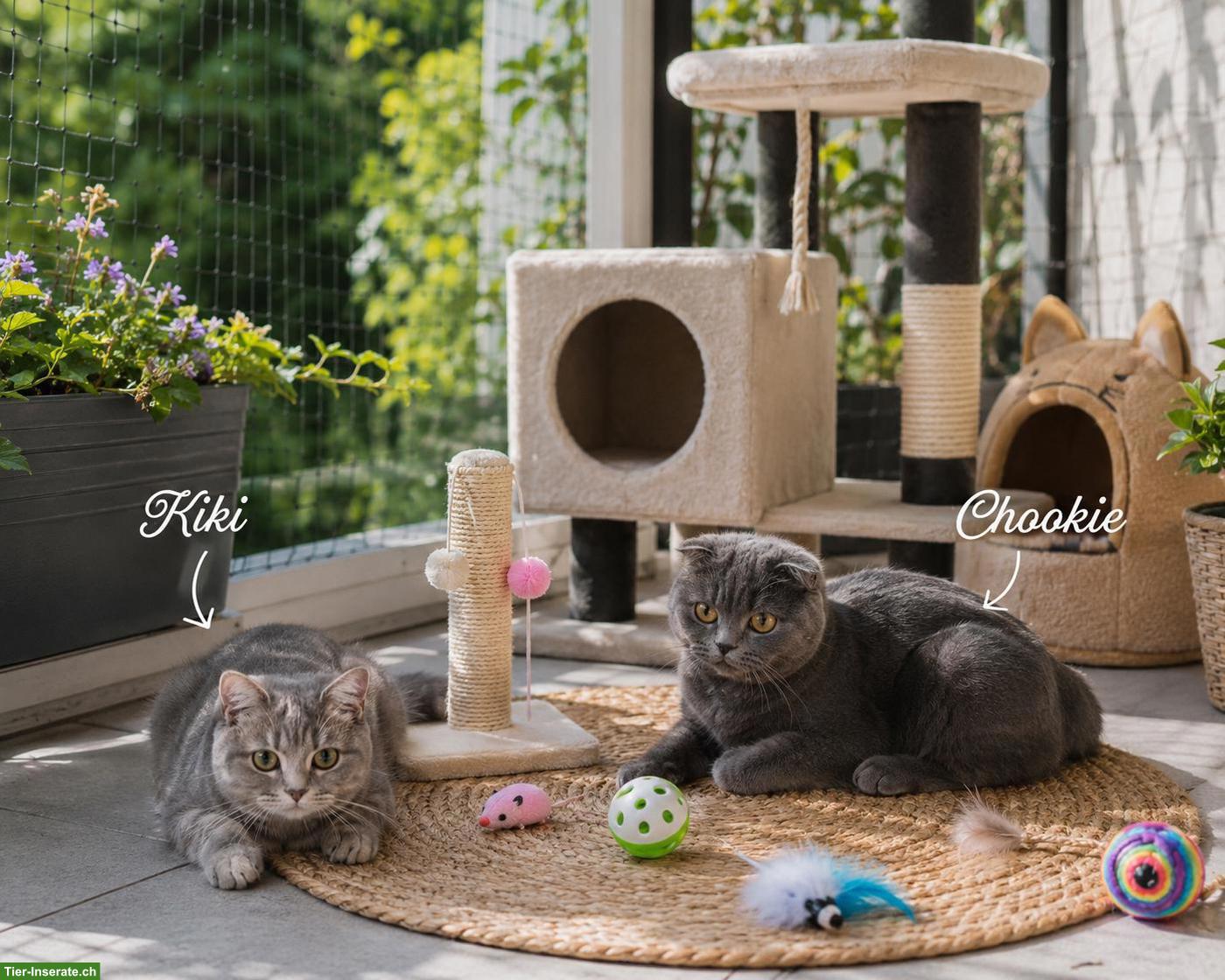 Katzengeschwister Kiki & Cookie, Zwillingsschwestern