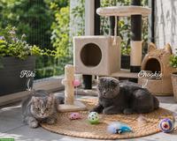 Katzengeschwister Kiki & Cookie, Zwillingsschwestern