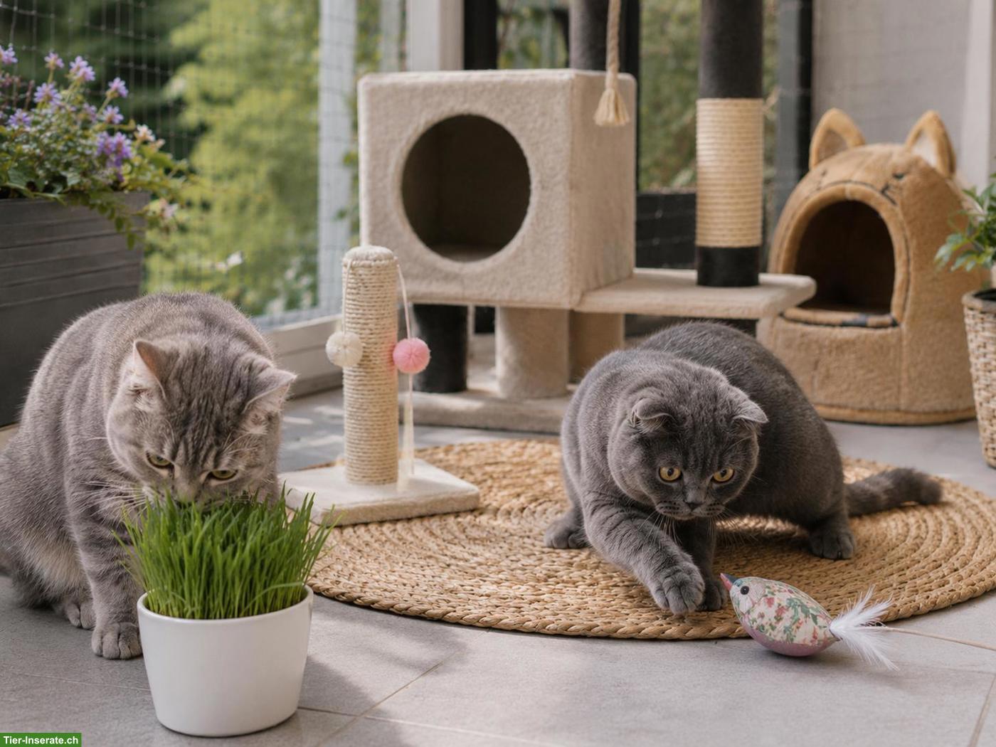 Bild 2: Katzengeschwister Kiki & Cookie, Zwillingsschwestern