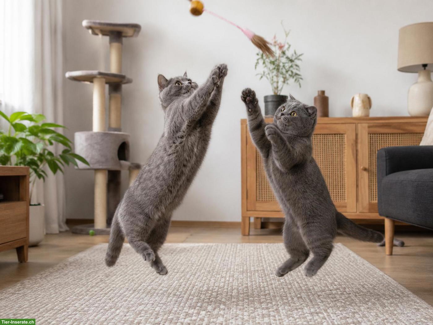 Bild 3: Katzengeschwister Kiki & Cookie, Zwillingsschwestern