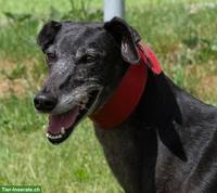 Galgo Español Bamba, die wunderbare Prinzessin