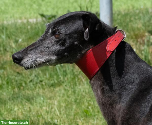 Bild 2: Galgo Español Bamba, die wunderbare Prinzessin