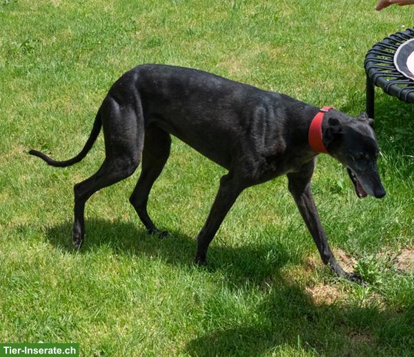 Bild 3: Galgo Español Bamba, die wunderbare Prinzessin
