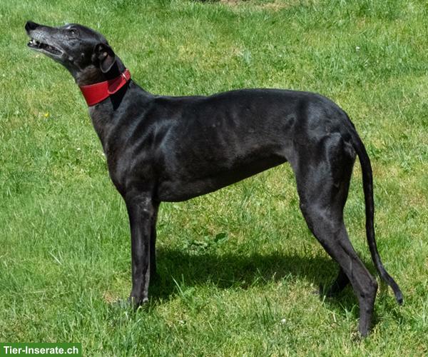 Bild 4: Galgo Español Bamba, die wunderbare Prinzessin