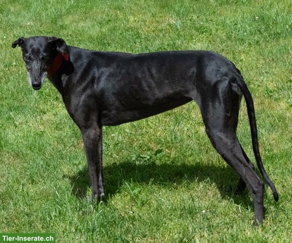 Bild 5: Galgo Español Bamba, die wunderbare Prinzessin