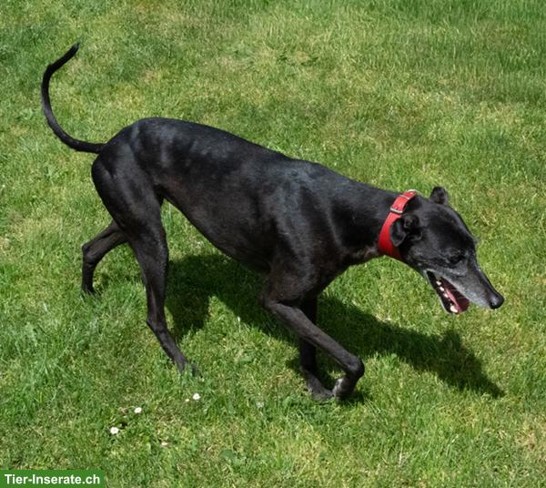 Bild 6: Galgo Español Bamba, die wunderbare Prinzessin