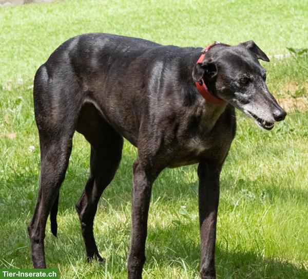 Bild 7: Galgo Español Bamba, die wunderbare Prinzessin