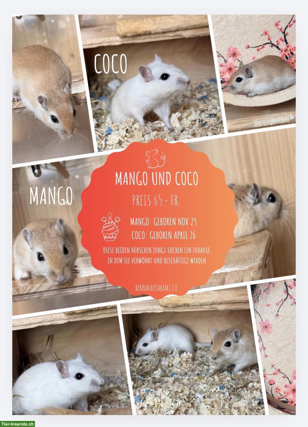 Männliche Rennmäuse: Mango und Coco