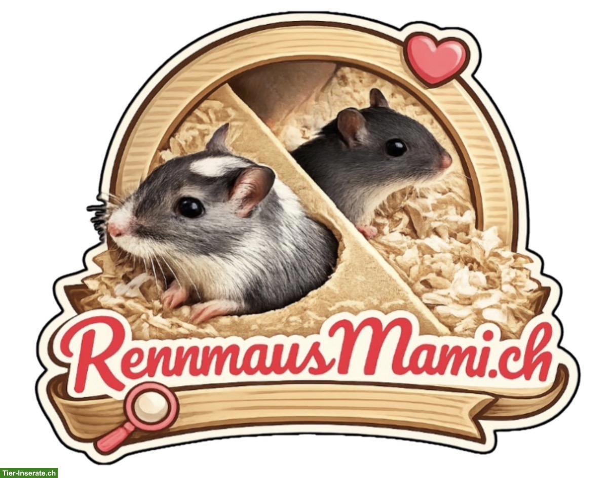Bild 4: Männliche Rennmäuse: Mango und Coco