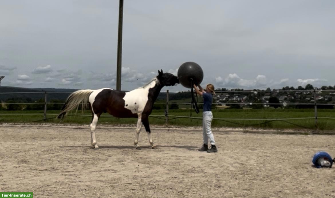 Junger Allrounder Paint Horse Wallach