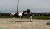 Junger Allrounder Paint Horse Wallach