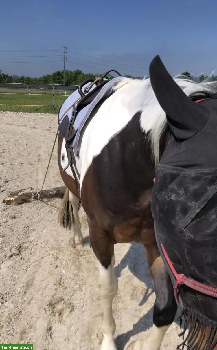Bild 2: Junger Allrounder Paint Horse Wallach