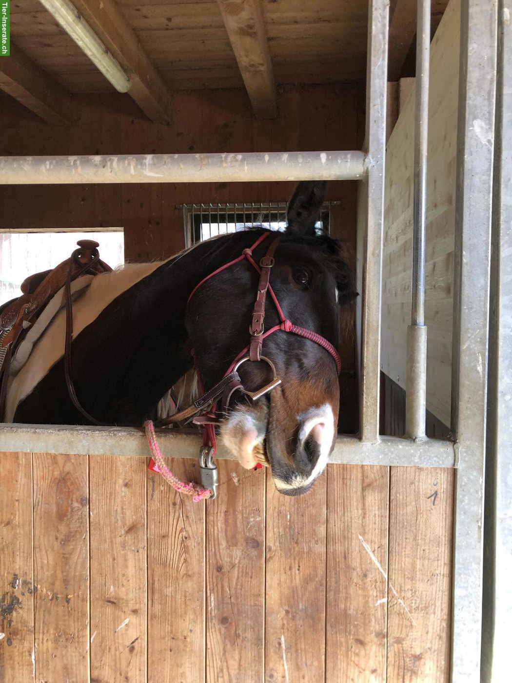 Bild 5: Junger Allrounder Paint Horse Wallach