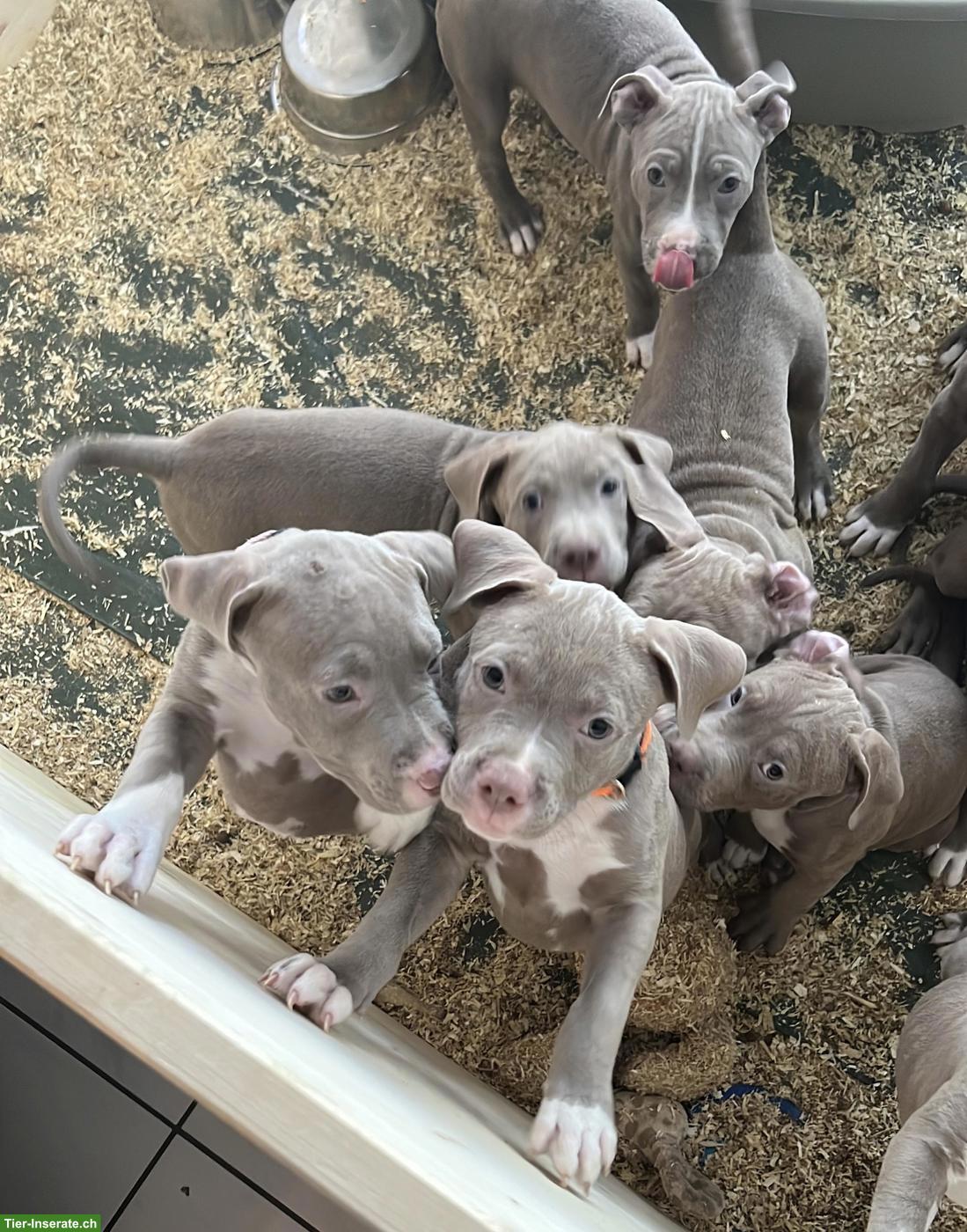 American Staffordshire Terrier Welpen
