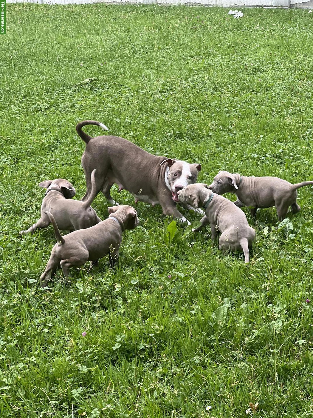 Bild 2: American Staffordshire Terrier Welpen
