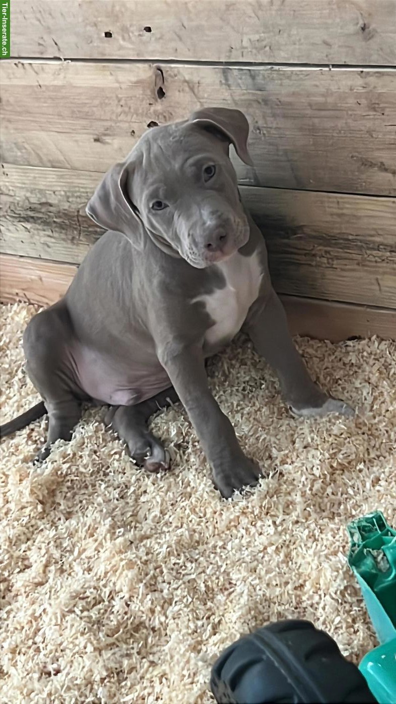 Bild 3: American Staffordshire Terrier Welpen
