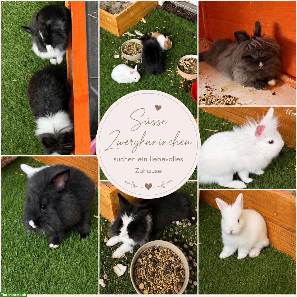 🐰 Zauberhafte Zwergkaninchen abzugeben 🏡