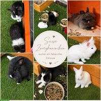 🐰 Zauberhafte Zwergkaninchen abzugeben 🏡