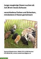 Junge neugierige Kaninchen suchen neues Zuhause
