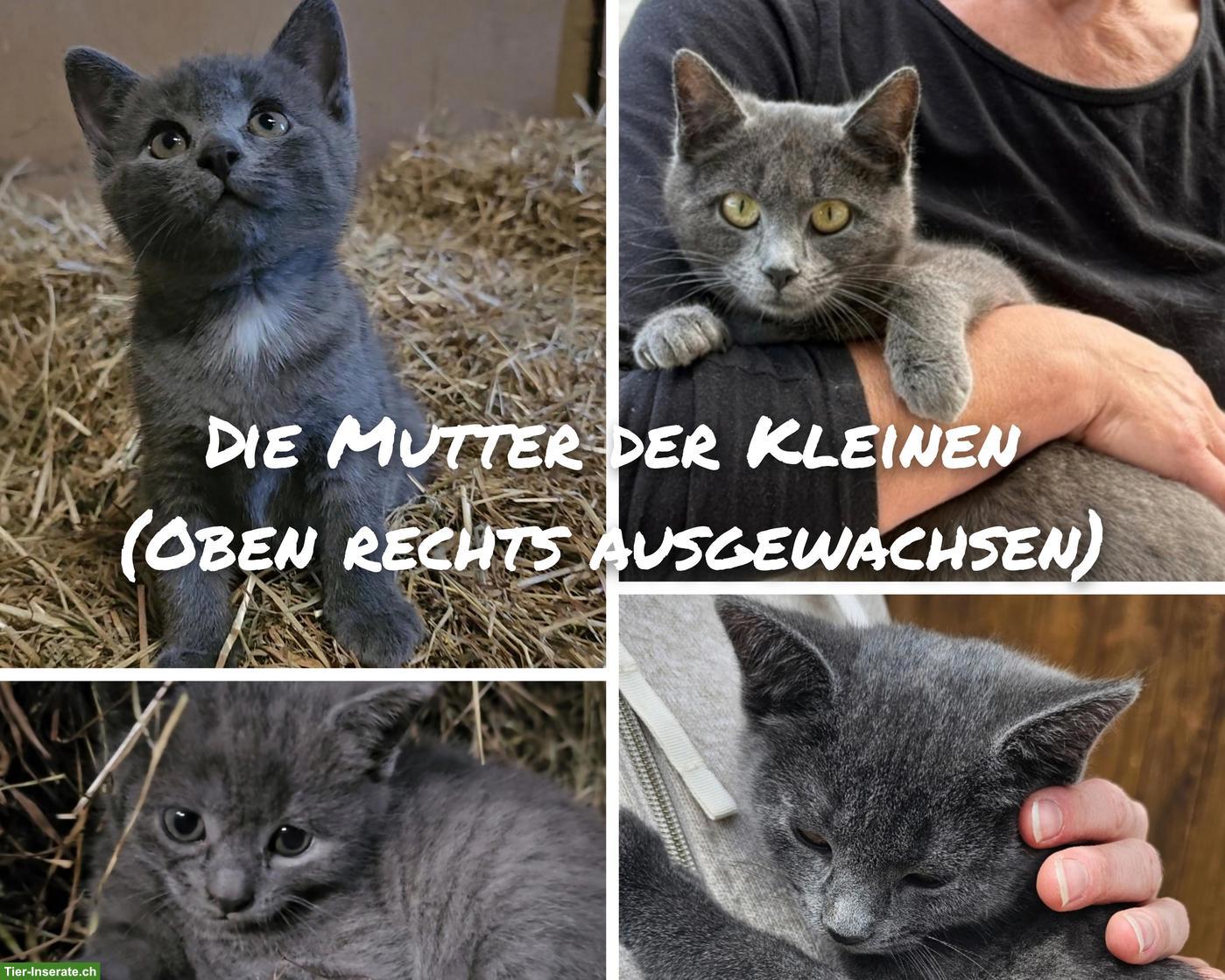 Bild 6: Süsse Kätzchen vom Bauernhof suchen Lebensplatz