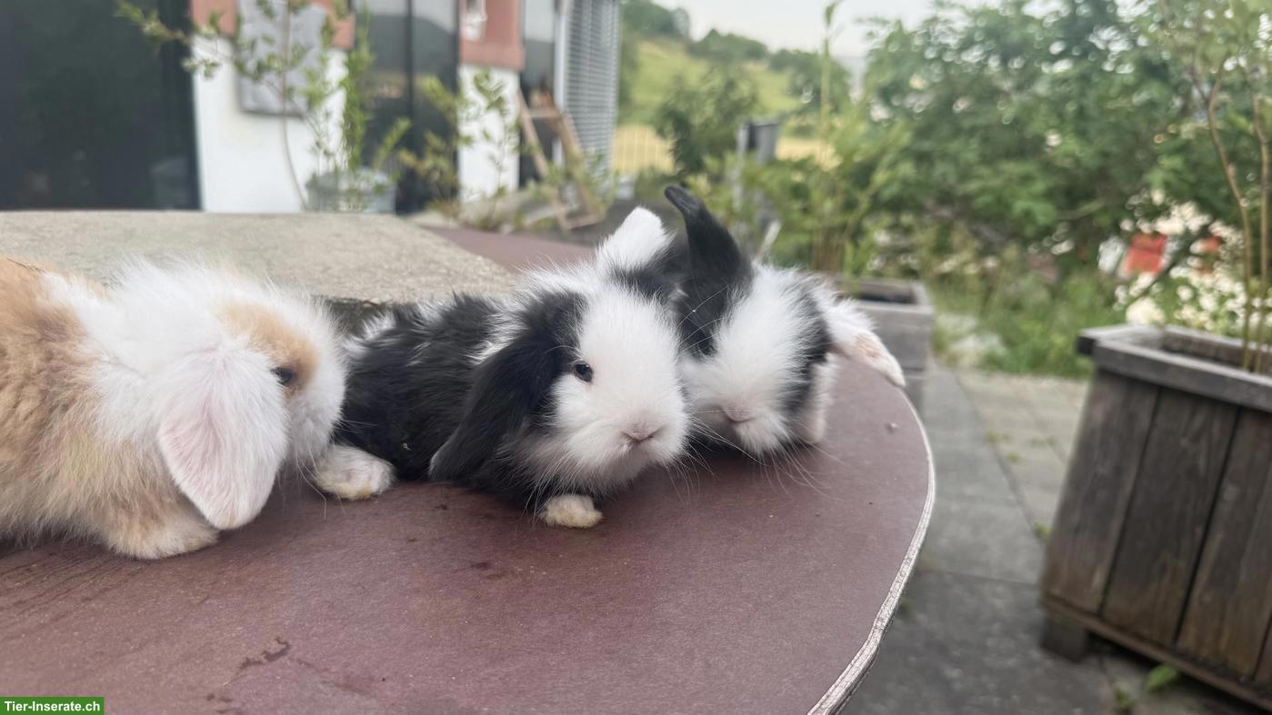 3 süsse Teddywidder zu verkaufen