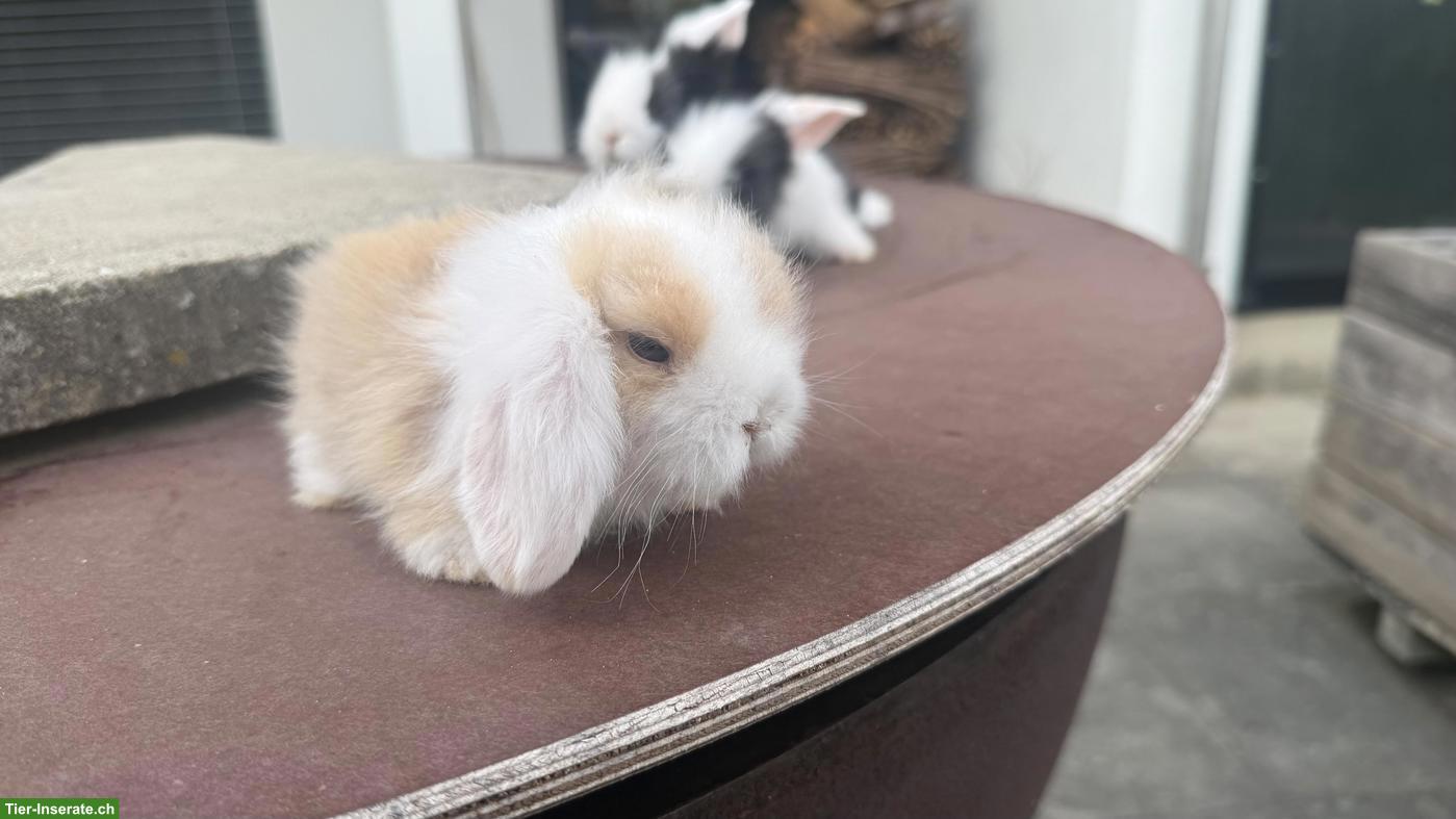 Bild 3: 3 süsse Teddywidder zu verkaufen