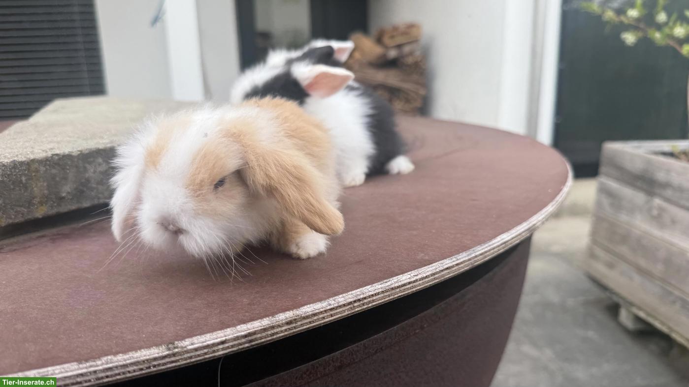 Bild 4: 3 süsse Teddywidder zu verkaufen