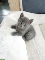 Junge graue Kartäuser-Mix Kitten zu vergeben