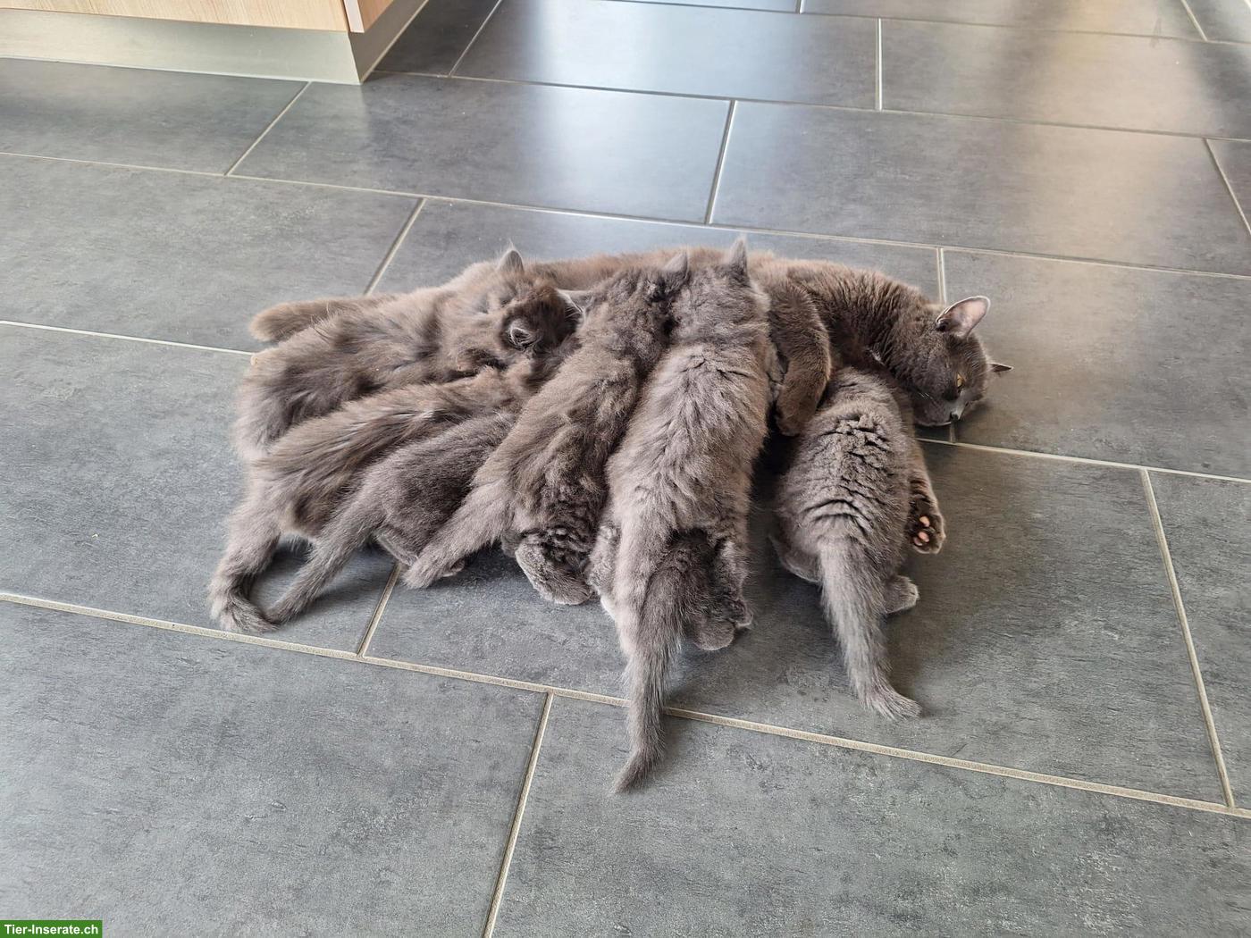 Bild 3: Junge graue Kartäuser-Mix Kitten zu vergeben