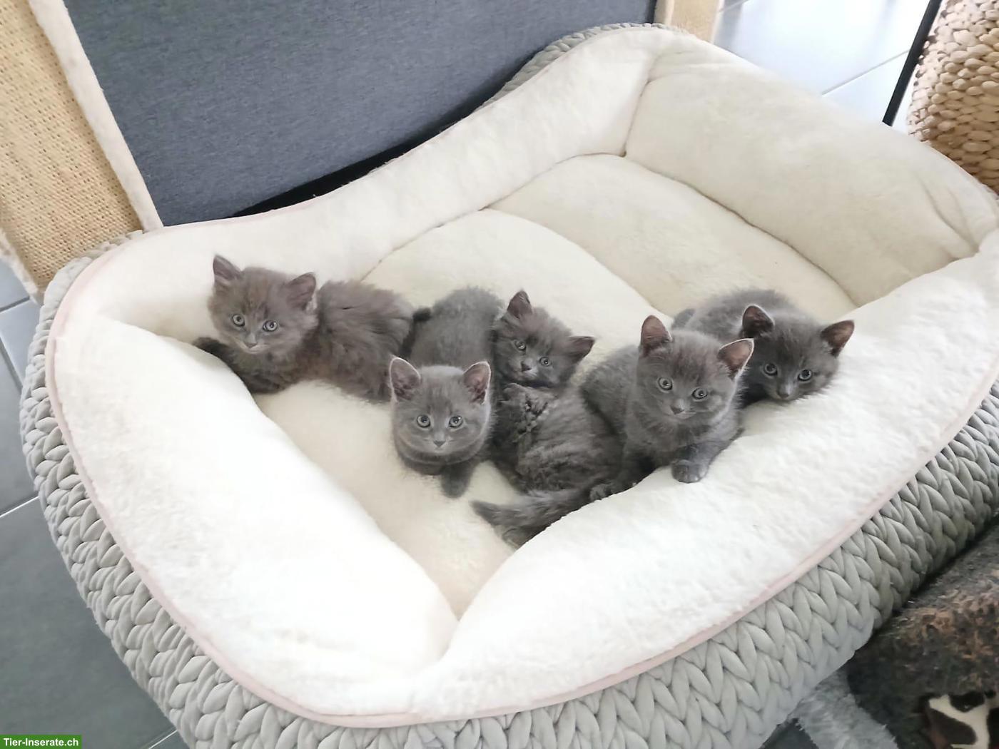 Bild 4: Junge graue Kartäuser-Mix Kitten zu vergeben